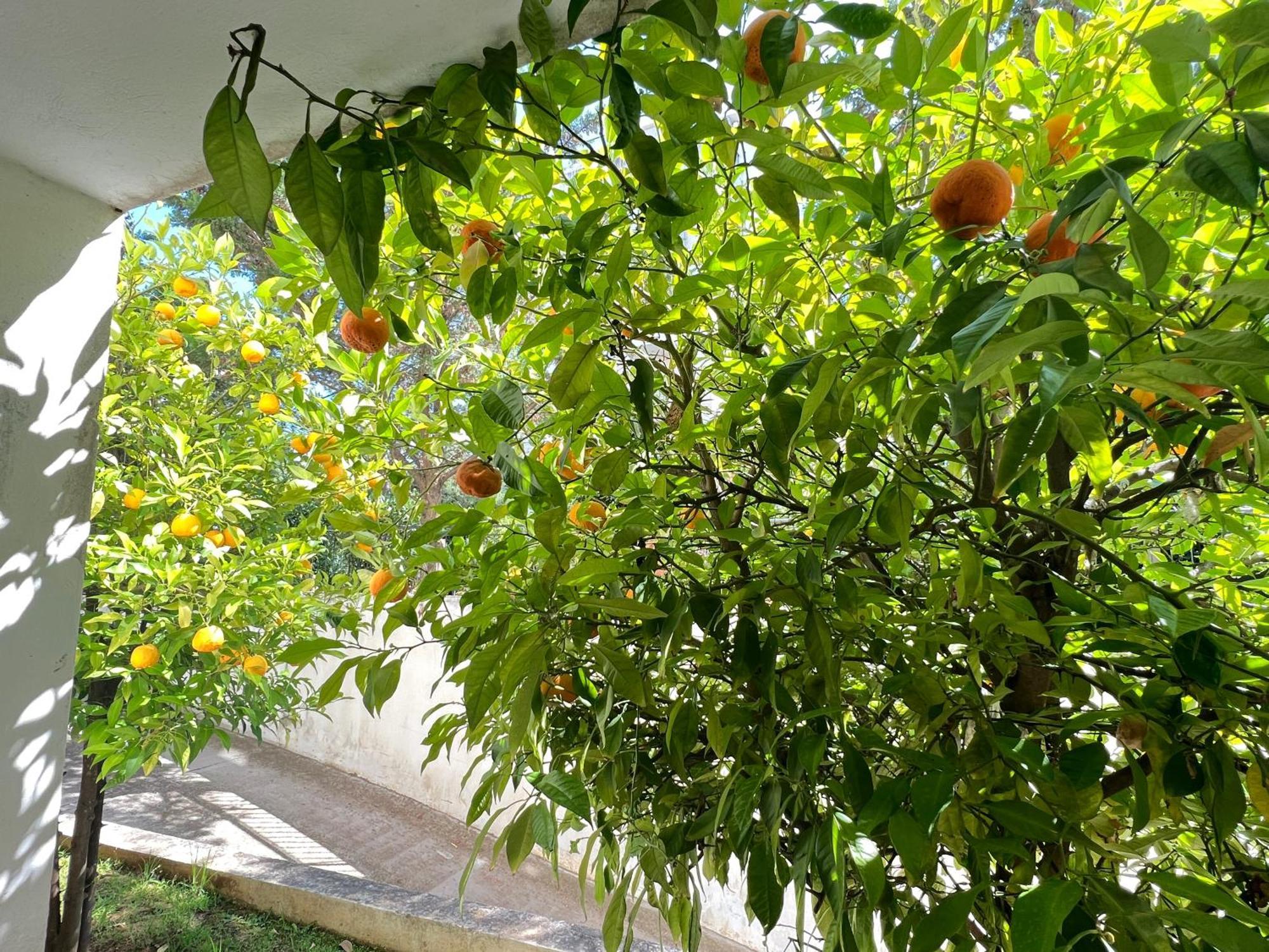 Cozy Fairytal Garden Apartment, Family Friendly, Free Parking, 15 Min To Airport Athènes Extérieur photo